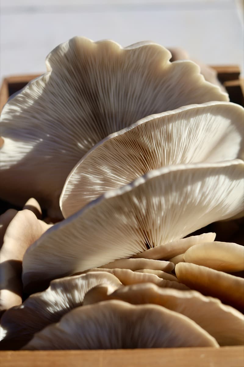 Fresh oyster mushrooms