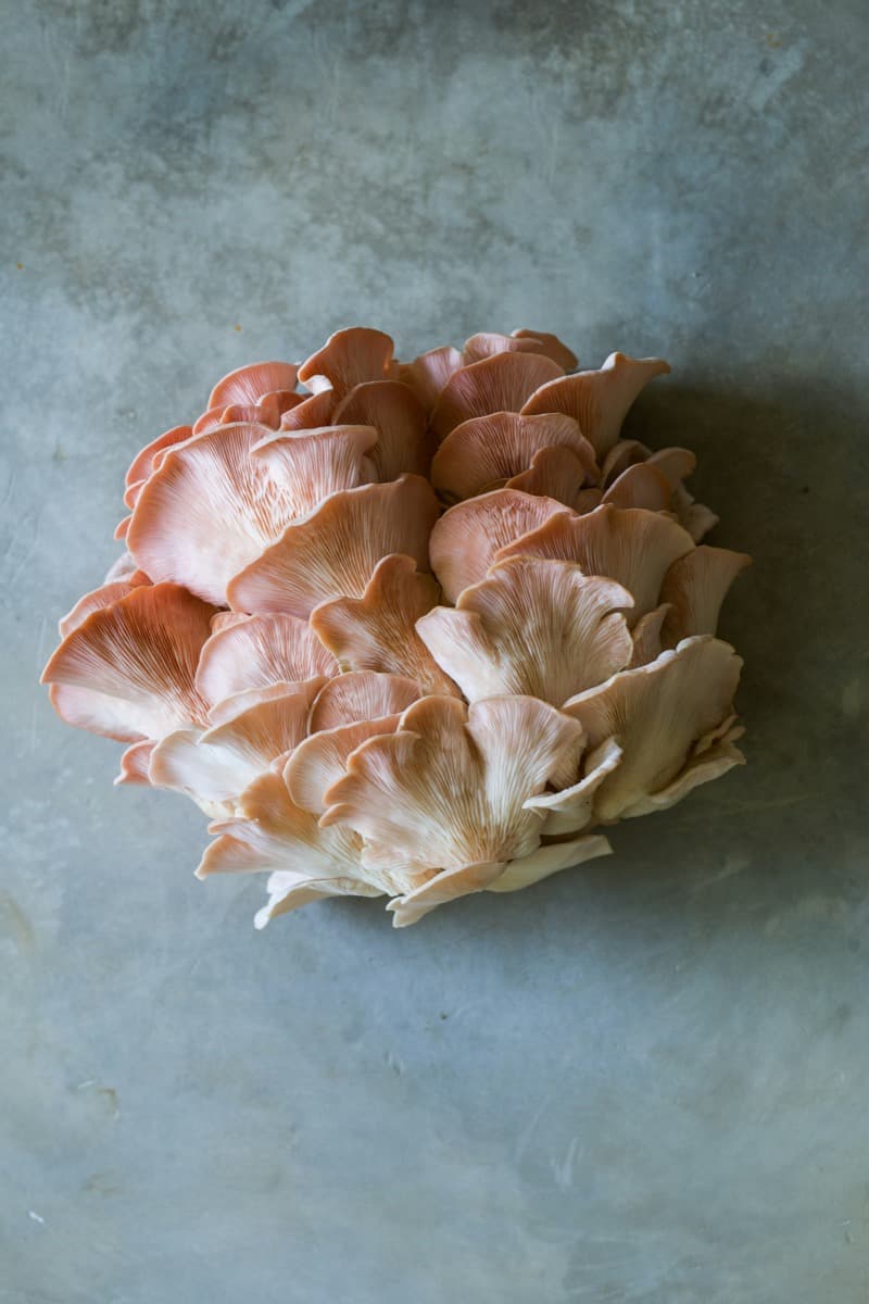 OYSTER MUSHROOMS 2