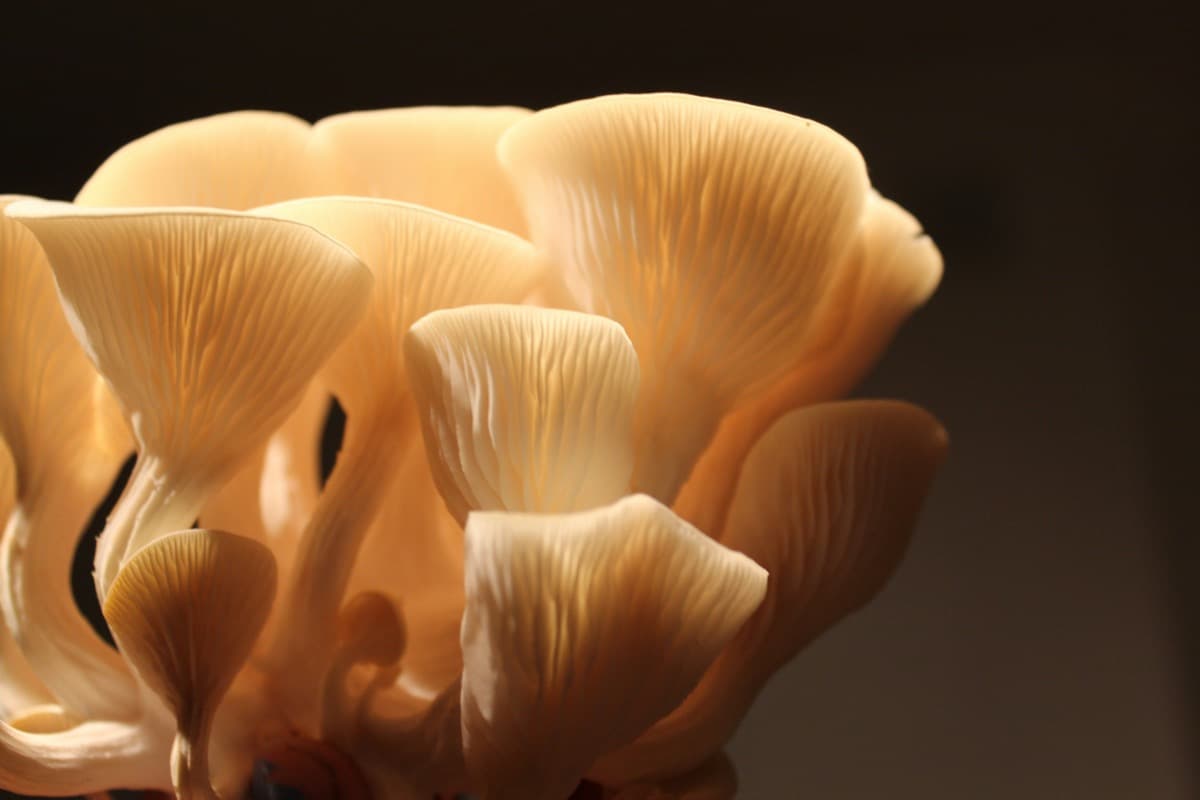 OYSTER MUSHROOMS 3
